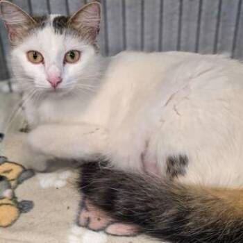 Domestic Medium Hair Cats Available for Adoption in Gainesville, Texas - Jacuzzi | PetCurious