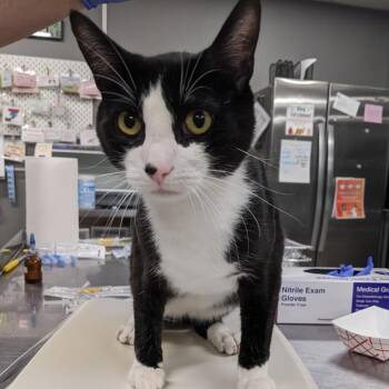 Ferdi -  Domestic Short Hair Cat for Adoption in Salt Lake City, Utah - Ferdi | PetCurious