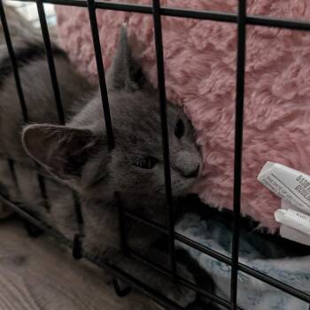 Cillou -  Domestic Short Hair Cat for Adoption in Buchanan Dam, Texas - Cillou | PetCurious