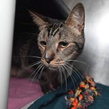 Rescue Domestic Short Hair Cats for Adoption in West Palm Beach, Florida - Romeo | PetCurious