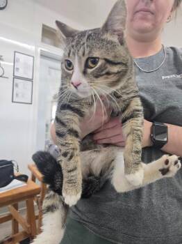 Domestic Short Hair Cats Available for Adoption in Glenfield, New York - Tarzan | PetCurious