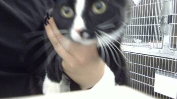 Rescue Domestic Short Hair Cats for Adoption - Willy | PetCurious