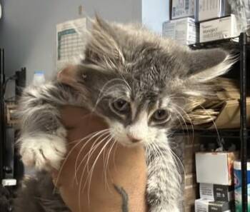 Leilani - ADOPTED -  Domestic Short Hair Cat for Adoption in Chamblee, Georgia - Leilani - ADOPTED | PetCurious