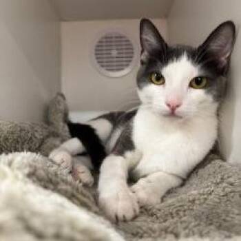 Plata -  Domestic Short Hair Cat for Adoption in Phoenix, Arizona - Plata | PetCurious