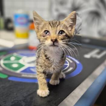 Joe Dirt -  Domestic Short Hair Cat for Adoption in Wahiawa, Hawaii - Joe Dirt | PetCurious