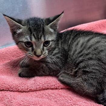 Fingerprints -  Domestic Short Hair Cat for Adoption in Providence, Rhode Island - Fingerprints | PetCurious