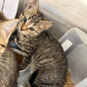 Star -  Domestic Short Hair Cat Available for Adoption in Pennsville Township, New Jersey - Star | PetCurious