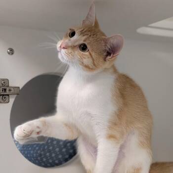 Jasmine -  Domestic Short Hair Cat for Adoption in Prairie Du Chien, Wisconsin - Jasmine | PetCurious