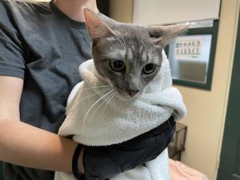 Rescue Domestic Short Hair Cats for Adoption in Pasadena, California - A524515 | PetCurious