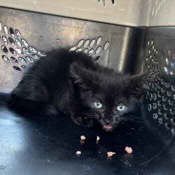 Domestic Medium Hair Cats Available for Adoption in Lake Jackson, Texas - Void | PetCurious