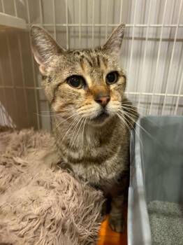 Domestic Short Hair Cats Available for Adoption - Cindy | PetCurious