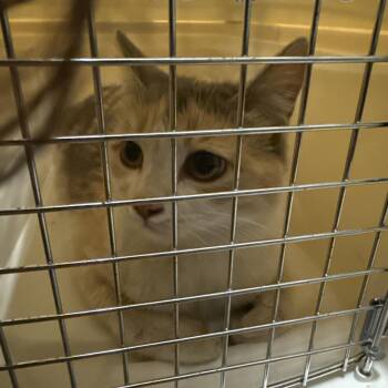 Callie -  Domestic Short Hair Cat for Adoption in Flagstaff, Arizona - Callie | PetCurious