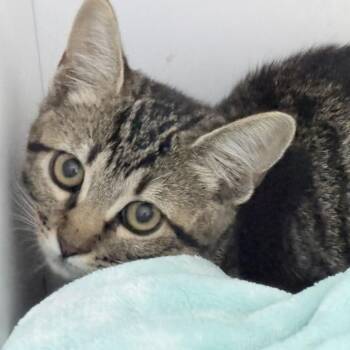Buttercup-2375 -  Domestic Short Hair Cat for Adoption in Tyler, Texas - Buttercup-2375 | PetCurious