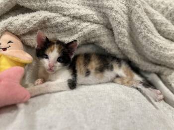 Jewel S. -  Domestic Short Hair Cat for Adoption in Lemoyne, Pennsylvania - Jewel S. | PetCurious