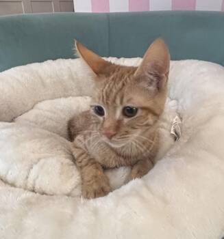 Domestic Short Hair Cats Available for Adoption - Luke | PetCurious