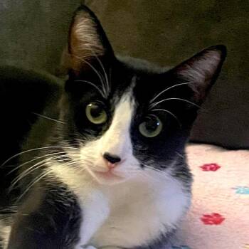 Moo (Courtesy Post) -  Domestic Short Hair Cat for Adoption in San Jose, California - Moo (Courtesy Post) | PetCurious