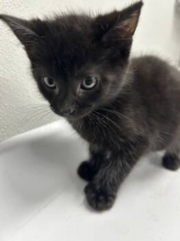 Rescue Domestic Short Hair Cats for Adoption in West Chester, Pennsylvania - Luigi | PetCurious