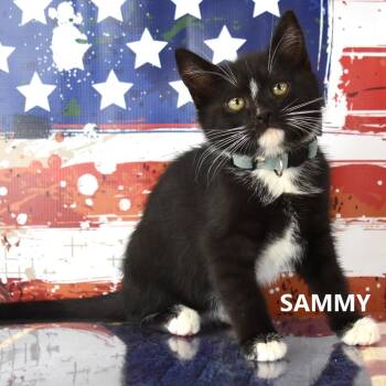 Sammy -  Domestic Medium Hair Cat for Adoption in Yuma, Arizona - Sammy | PetCurious