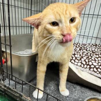 Chase -  Domestic Short Hair Cat for Adoption in Buffalo, New York - Chase | PetCurious