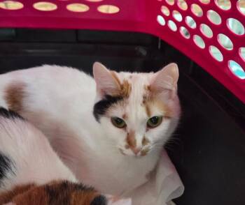 Captain -  Dilute Calico Cat for Adoption in Mount Airy, North Carolina - Captain | PetCurious