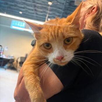 Kennedi -  Domestic Short Hair Cat for Adoption in Huntington, West Virginia - Kennedi | PetCurious