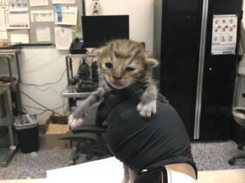 A1920557 -  Domestic Short Hair Cat for Adoption in Thousand Palms, California - A1920557 | PetCurious
