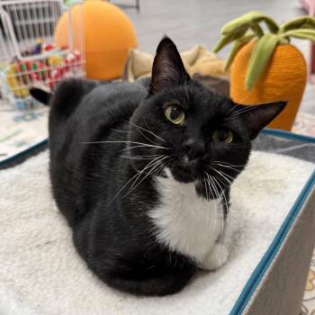 Tuna Melt -  Tuxedo Cat for Adoption in Antioch, California - Tuna Melt | PetCurious