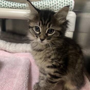 Strawberry -  Domestic Short Hair Cat for Adoption in Mentor, Ohio - Strawberry | PetCurious