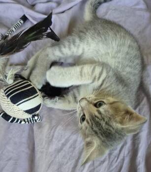 MImi -  Maine Coon and Tiger Cat for Adoption in Sardinia, Ohio - MImi | PetCurious