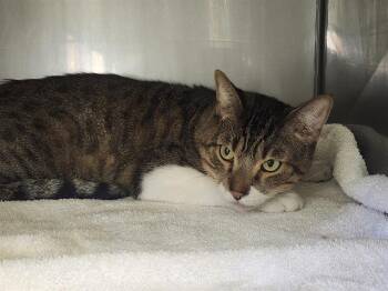 Rescue Domestic Short Hair Cats for Adoption in Santa Cruz, California - SPARK | PetCurious