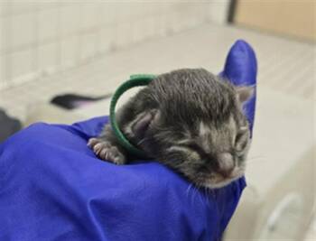 Rescue Domestic Short Hair Cats for Adoption in Dallas, Texas - YOSHI | PetCurious