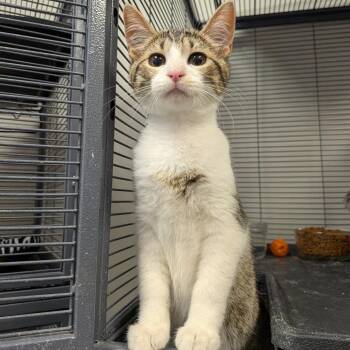 Macho Nacho -  Domestic Short Hair Cat for Adoption in Hannibal, Missouri - Macho Nacho | PetCurious