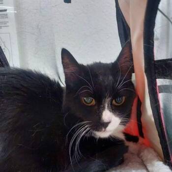 Joy -  Domestic Short Hair Cat Available for Adoption in Lake Havasu City, Arizona - Joy | PetCurious