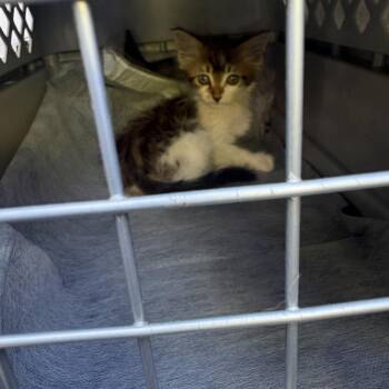 Cannoli -  Domestic Medium Hair Cat for Adoption in Spokane, Washington - Cannoli | PetCurious