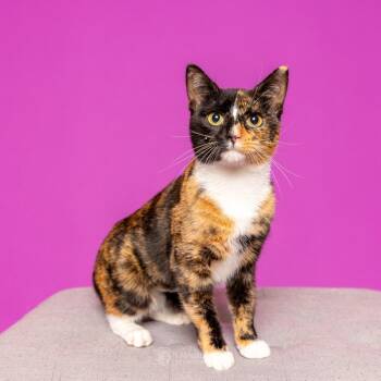 Rescue Domestic Short Hair Cats for Adoption in South Riding, Virginia - Noel | PetCurious