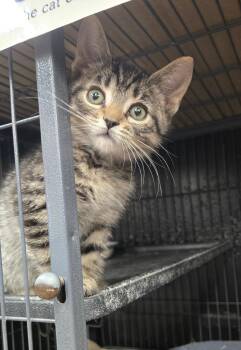 Sleepy -  Tabby Cat for Adoption in Hamilton, Ontario - Sleepy | PetCurious