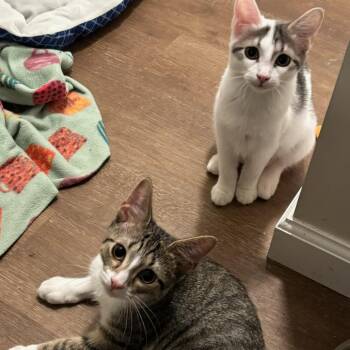 Cricket bonded to Zippy -  Domestic Short Hair Cat for Adoption in Greenfield, Indiana - Cricket Bonded To Zippy | PetCurious