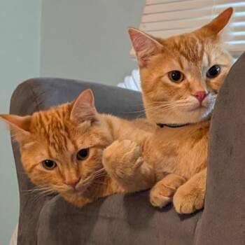 Bean Dip and Juke -  Domestic Short Hair Cat for Adoption in Portland, Oregon - Bean Dip And Juke | PetCurious
