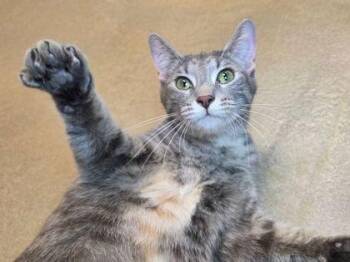 Domestic Short Hair Cats Available for Adoption in Fairfax, Virginia - First Aid Kit | PetCurious