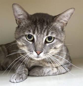 Domestic Short Hair Cats Available for Adoption in Dedham, Massachusetts - CHAD | PetCurious