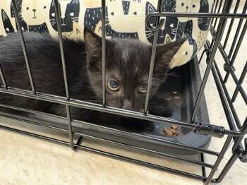 ASTON VILLA -  Domestic Medium Hair Cat for Adoption in Sugar Land, Texas - ASTON VILLA | PetCurious