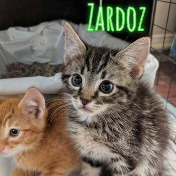 Zardoz -  Domestic Short Hair Cat for Adoption in Westminster, California - Zardoz | PetCurious