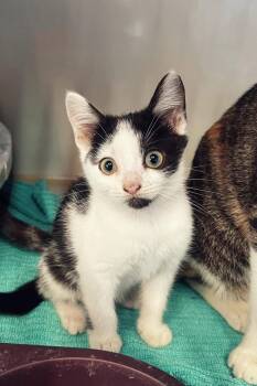 Rescue Domestic Short Hair Cats for Adoption in Peace River, Alberta - Beyonce | PetCurious