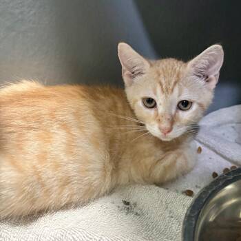 Domestic Short Hair Cats Available for Adoption in Kyle, Texas - JASPER | PetCurious