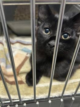 Toto -  Domestic Short Hair Cat for Adoption in Muskegon, Michigan - Toto | PetCurious