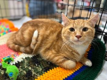 Rescue Domestic Short Hair Cats for Adoption in Camp Hill, Pennsylvania - Lance | PetCurious