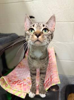 Jess -  Domestic Short Hair Cat for Adoption in Fruit Heights, Utah - Jess | PetCurious