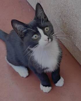 Phi Phi -  Domestic Short Hair Cat for Adoption in Novato, California - Phi Phi | PetCurious