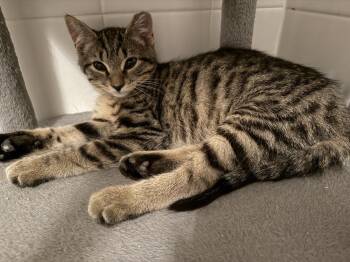 Rome -  Domestic Short Hair Cat for Adoption - Rome | PetCurious