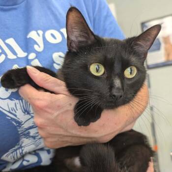 Bahama Mama -  Domestic Short Hair Cat for Adoption in South Burlington, Vermont - Bahama Mama | PetCurious